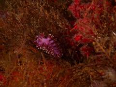 Paraflabellina funeka