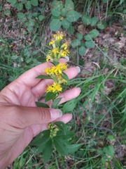 Solidago virgaurea taurica