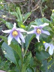 Solanum guineense