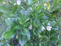 Solanum guineense