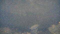 Pomadasys striatus