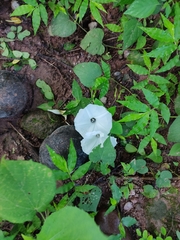 Ipomoea scopulorum