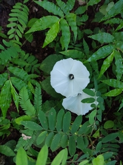 Ipomoea scopulorum