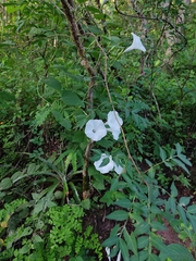 Ipomoea scopulorum