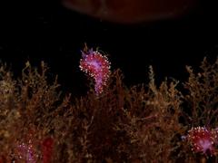 Paraflabellina funeka