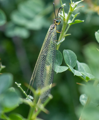 Deutoleon lineatus