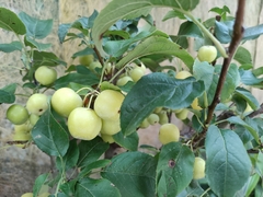 Prunus pseudocerasus