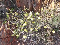 Mitrophyllum dissitum