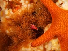 Paraflabellina funeka