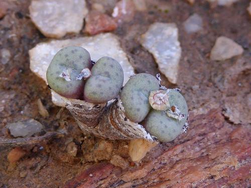 Ophthalmophyllum marlothii (N.E.Br.) Schwantes