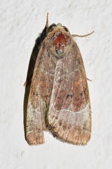 Hampsonodes