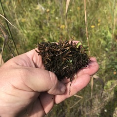 Scorpidium scorpioides