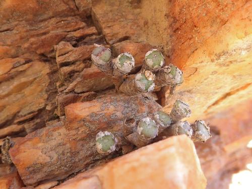 Conophytum jucundum