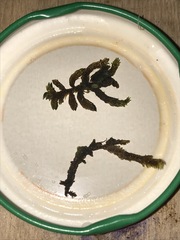 Scorpidium scorpioides