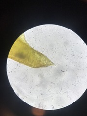 Scorpidium scorpioides