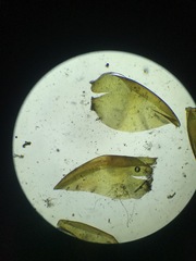 Scorpidium scorpioides