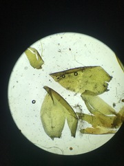 Scorpidium scorpioides