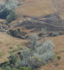 Populus × canescens