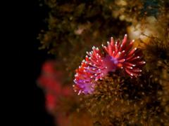 Paraflabellina funeka