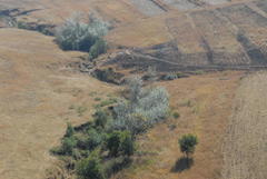 Populus × canescens