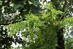 Dalbergia lanceolaria