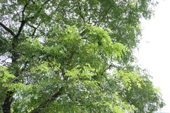 Dalbergia lanceolaria