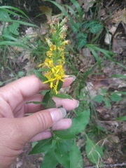 Solidago virgaurea taurica