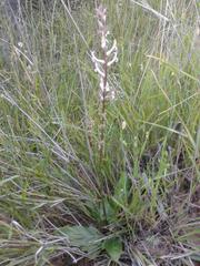 Cyphia phyteuma phyteuma