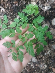 Physospermum cornubiense