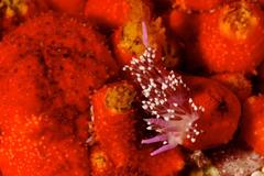 Paraflabellina funeka