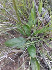 Cyphia phyteuma phyteuma