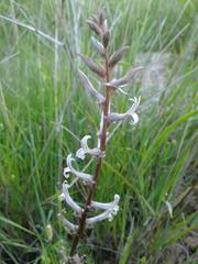 Cyphia phyteuma phyteuma