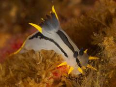 Polycera capensis