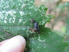 Crematogaster castanea