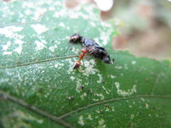 Crematogaster castanea