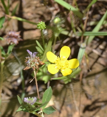 Ranunculus fascicularis