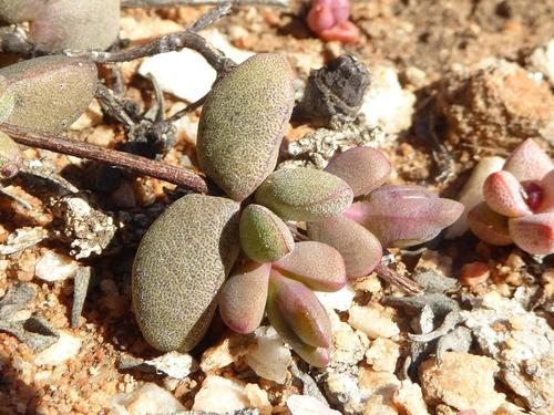 Hallianthus planus