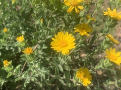 Heterotheca fulciens