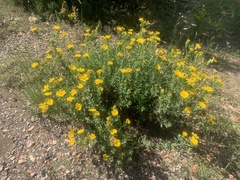 Heterotheca fulciens