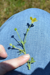 Ranunculus fascicularis
