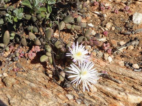 Hallianthus planus, photograph 2