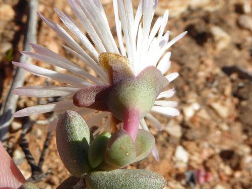 Hallianthus planus, photograph 3