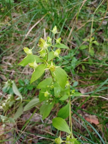 Halenia corniculata, photograph 6