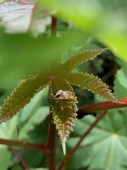 Chinavia marginata