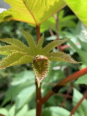 Chinavia marginata
