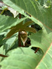 Chinavia marginata