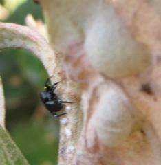 Heliophanus orchesta