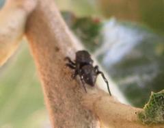 Heliophanus orchesta