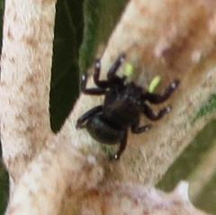 Heliophanus orchesta