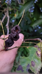 Phylloxera caryaecaulis